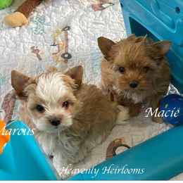 Biewer Terriers from Heavenly Heiy