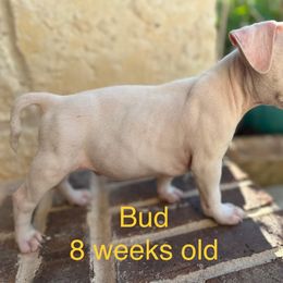 American Staffordshire Terrier Puppies from Winterwood Amstaffs