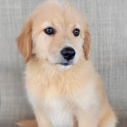 Dollie Australian Retriever - Yellow female Australian Shepherd puppy in Limestone, Tennessee from Pilot Hill Teddy Bear Puppies