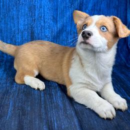 Donner - Brindle merle and white male American Corgi puppy in Waskom, Texas from Piney Woods Corgis