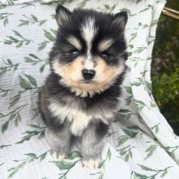Rowan - Black and white male Pomsky puppy in Mesa, Arizona from Platinum Pomskies