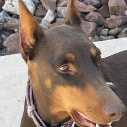 Doberman Pinschers from Dobie Sunrise
