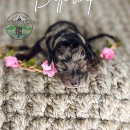 Buttercup - Merle female Goldendoodle puppy in Ocoee, Tennessee from Liberty Creek Farms