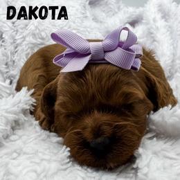 Dakota - Red  female Goldendoodle puppy in Eagle Mountian, Utah from The Puppy Family