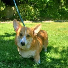 Glamour - Pembroke Welsh Corgi