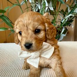 Carter - male Cavapoochon puppy in Lucas, Ohio from Apricot Lane Puppy