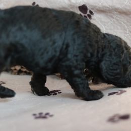 Goldendoodle Puppies from Phoenix Goldendoodles