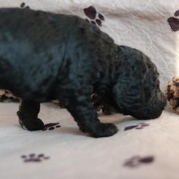 Goldendoodle Puppies from Phoenix Goldendoodles