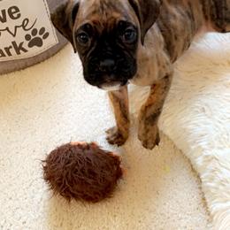 Boxer Puppies from Georgia Boxer Puppies