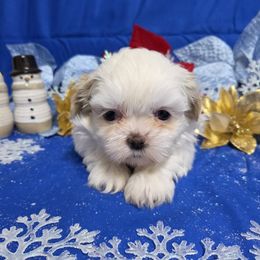 Cream Girl - Cream and white female Shih Tzu puppy in Vinita, Oklahoma from Locust Creek Shih Tzu & Havanese