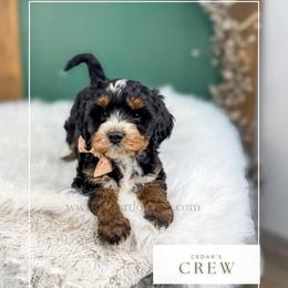 C r e w - Tri-color male Bernedoodle puppy in Cedar City, Utah from Cedar Doodles- Home of the Teddybear Goldendoodle