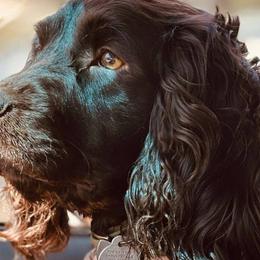 Boykin Spaniels from Jacob Appleby