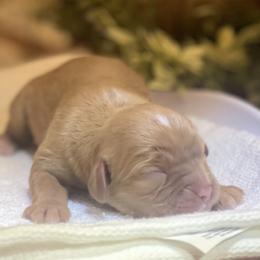 Ruby Female- 1 - Ruby female Cavalier King Charles Spaniel puppy in Clemmons, North Carolina from Crown Jewel Cavaliers