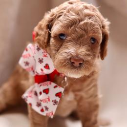 Ruby - Apricot female Goldendoodle puppy in Forney, Texas from Diamond Doodle Pups and Poodles