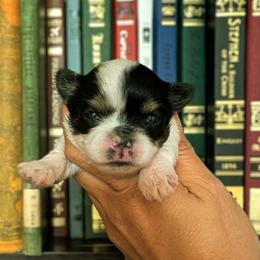 Yorkshire Terrier Puppies from Cypress Creek Yorkies