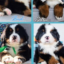Bernese Mountain Dog Puppies from Swiss Berner Bears