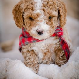 Poodle Puppies from Doodle Puppy Parti