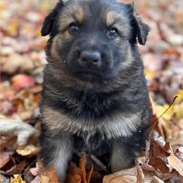 Lime - Sable female German Shepherd puppy in Laurens, New York from Vom Chivalry Haus German Shepherds