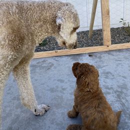 Goldendoodle Puppies from Heavenly Hilltop Farm
