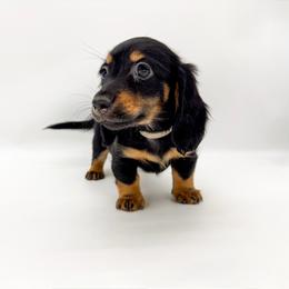 Magnolia - Black and tan female Dachshund puppy in Waddell, Arizona from Neu Doxies