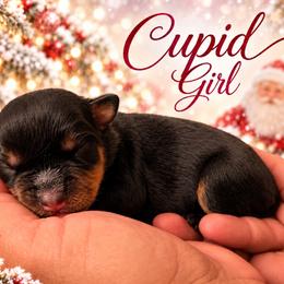 Cupid - Black and mahogany female Rottweiler puppy in Montrose, Colorado from TruHero Dog Kennel