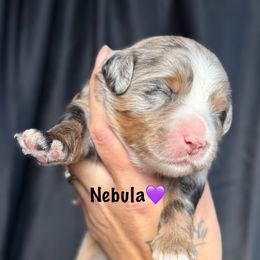 Nebula - female Australian Mountain Doodle puppy in Cortez, Colorado from Sassy Pants Pups