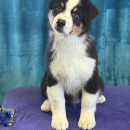 Australian Shepherd Puppies from Shawnkara Australian Shepherds & Miniature American Shepherds