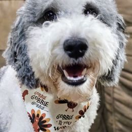 Bristol - Goldendoodle