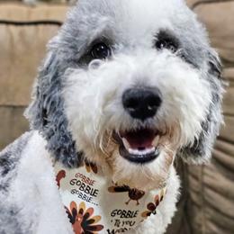 Bristol - Goldendoodle