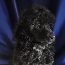 Poodle Puppies from Bobbies poodles