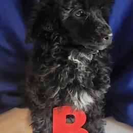 Poodle Puppies from Bobbies poodles