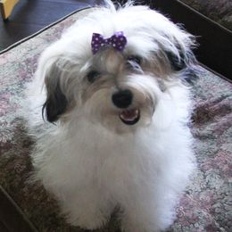 Katie - Havanese