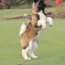 Salu - Akita
