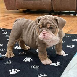 Jan - Lilac tri-color female Bulldog puppy in Hernando, Mississippi from Blues City Bulldogs