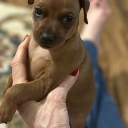 Miniature Pinscher Puppies from Hat Trick Miniature Pinschers