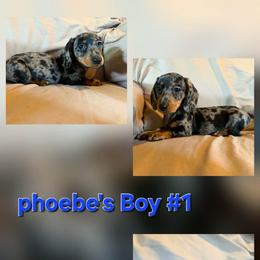 Phoebes boy 1 - Dapple male Dachshund puppy in Grand Junction, Michigan from J.C fur babies