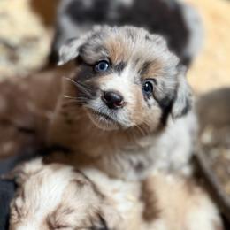 Tillie - Blue merle female Miniature Australian Shepherd puppy in North Lakeport, California from Wild Rose Ranch