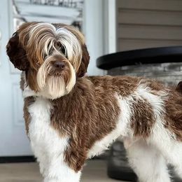 Hickory - Australian Labradoodle