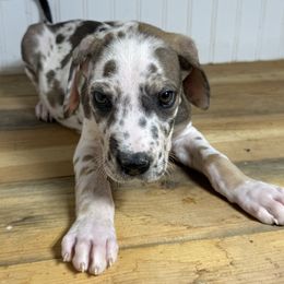 Bob - Harlequin male Great Dane puppy in Hutchinson, Kansas from Dappled Danes