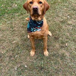 Tilly - Labrador Retriever
