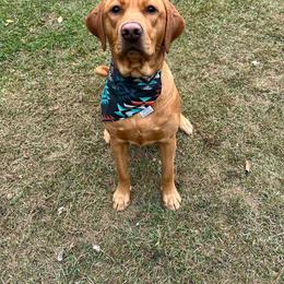 Tilly - Labrador Retriever
