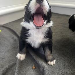 Australian Shepherd Puppies from Hamilton Farms