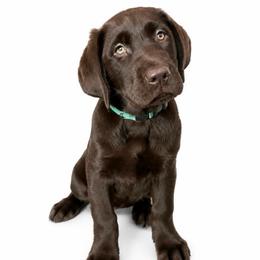 HUNTER - Chocolate male Labrador Retriever puppy in Chicago, Illinois from Urbane Retrievers
