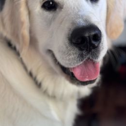 Golden Retrievers from Danehy Goldens