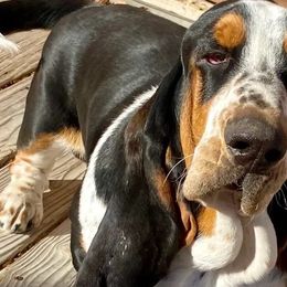 Basset Hounds from On My Way 2U Acres