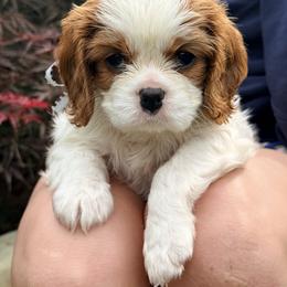 Oak - Blenheim male Cavalier King Charles Spaniel puppy in North Augusta, South Carolina from Lauren's Cavalier King Charles Spaniels