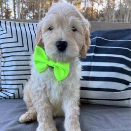 Romeo - Parti male Goldendoodle puppy in Social Circle, Georgia from Poppiedoodle Farms
