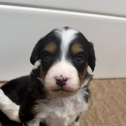 Prancer - Black tri-color male Aussiedoodle puppy in Heber City, Utah from Junipersdoodles