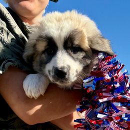 Tostada - Badger female Colorado Mountain Dog puppy in Cotopaxi, Colorado from Once Upon A Moose (OUM)