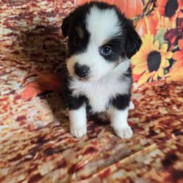 Coco - female Australian Shepherd puppy in Lakeland, Florida from Diamond P Australian Shepherds